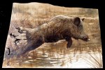Sanglier et marecages